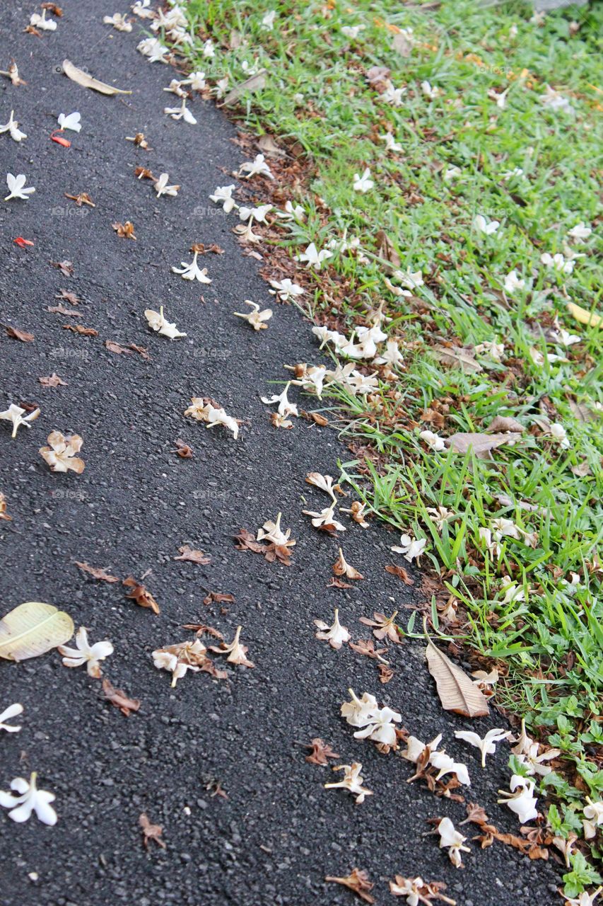 Pathway texture