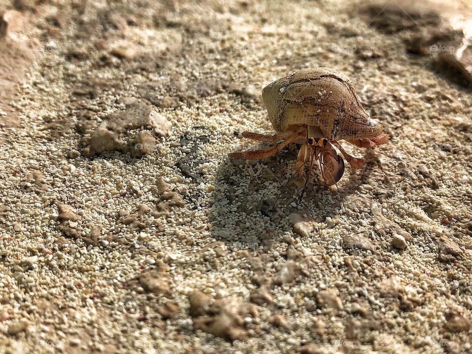 Tiny hermit crab