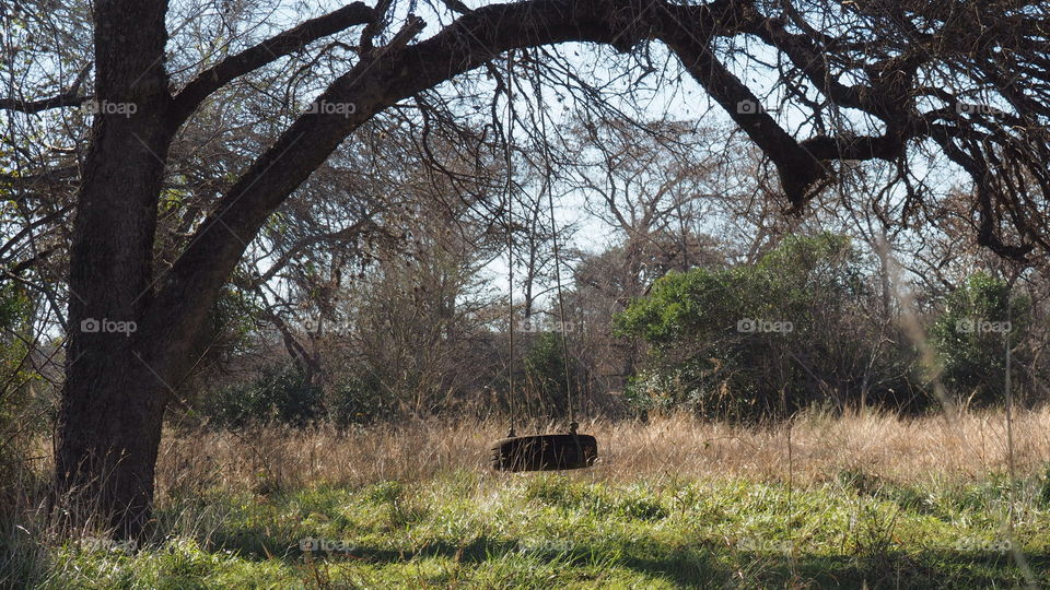 Tire swing hanging from tree