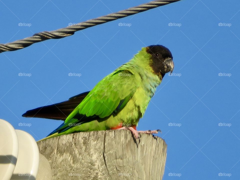 Parrot in pole