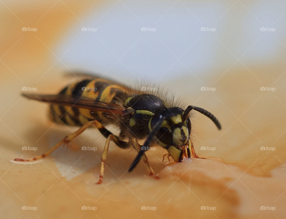 Bee