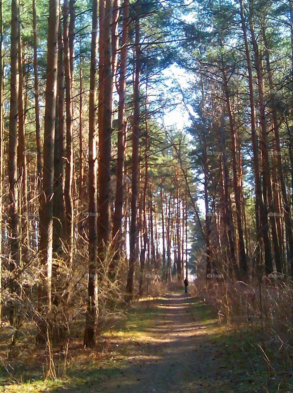 Wood, Tree, No Person, Nature, Landscape