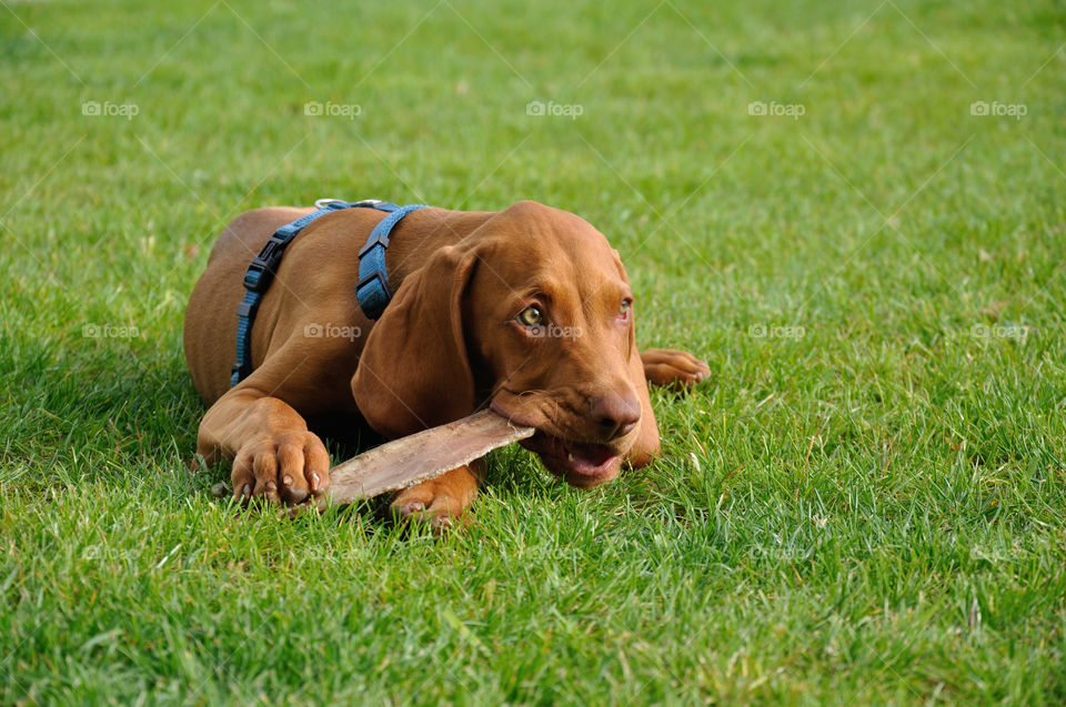 Hund, Haustier, Tier, Freundschaft, Liebe, Garten, Natur, Kauen