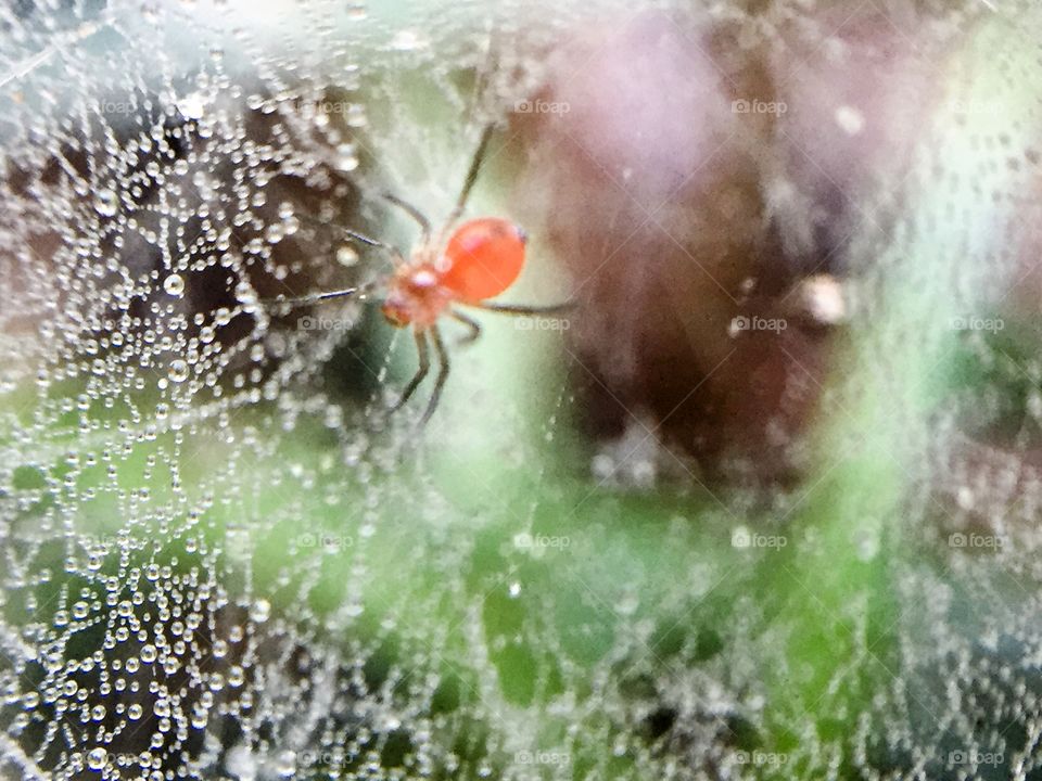 Macro spider web with dew drops 