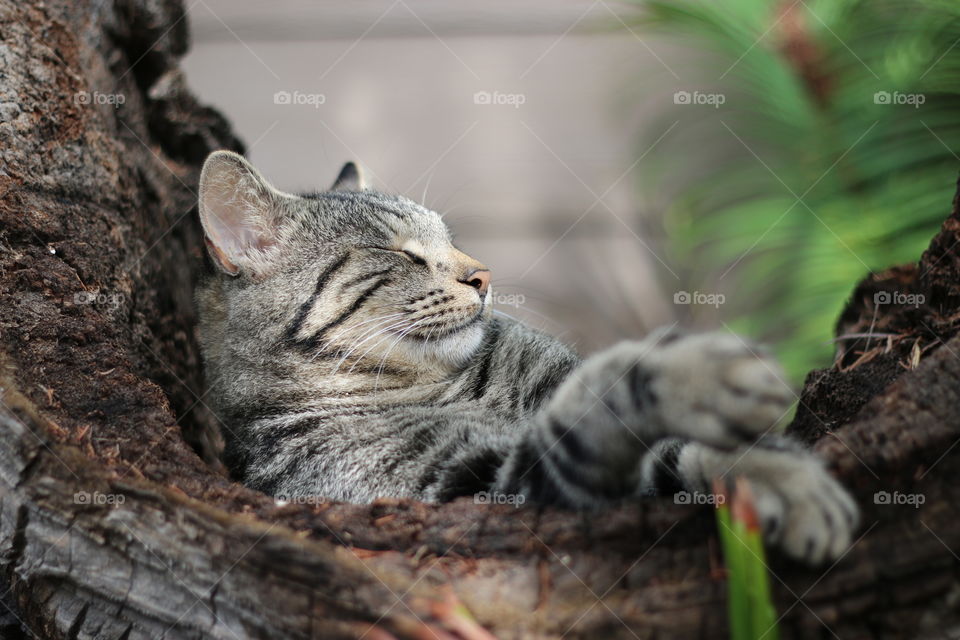 Cute kitty relaxing happily in the sun