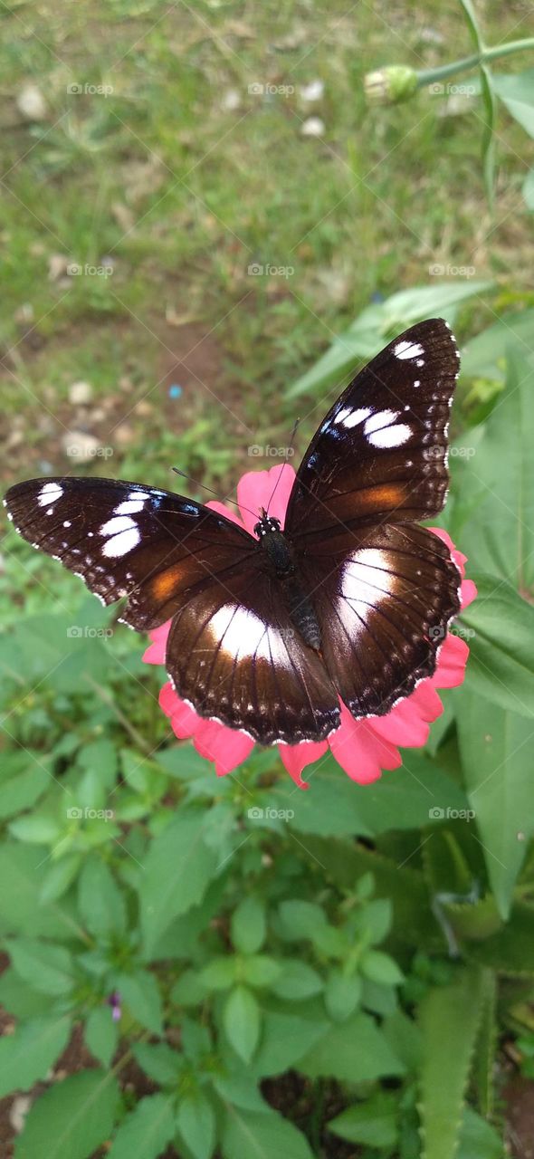 Beautiful butterfly perched on a zinnia flower