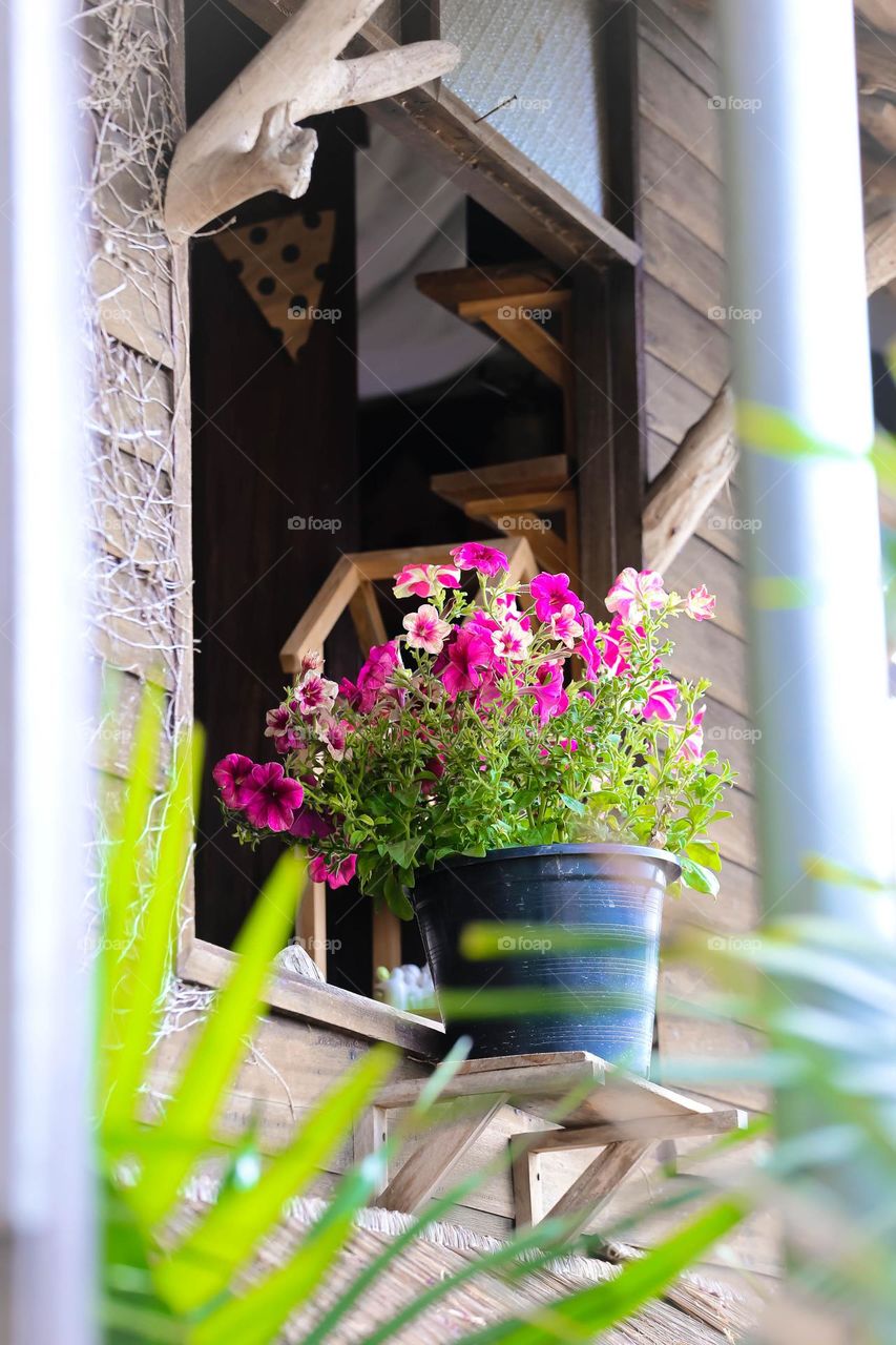 flower on the window