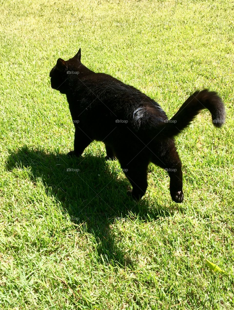 Black cat running in grass, sun shining on her
