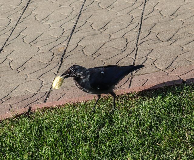 This is a raven👆