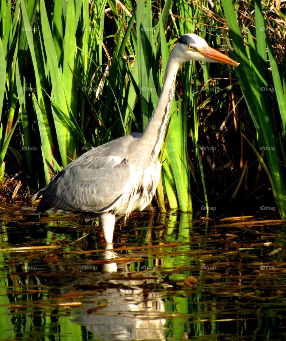 majestic heron