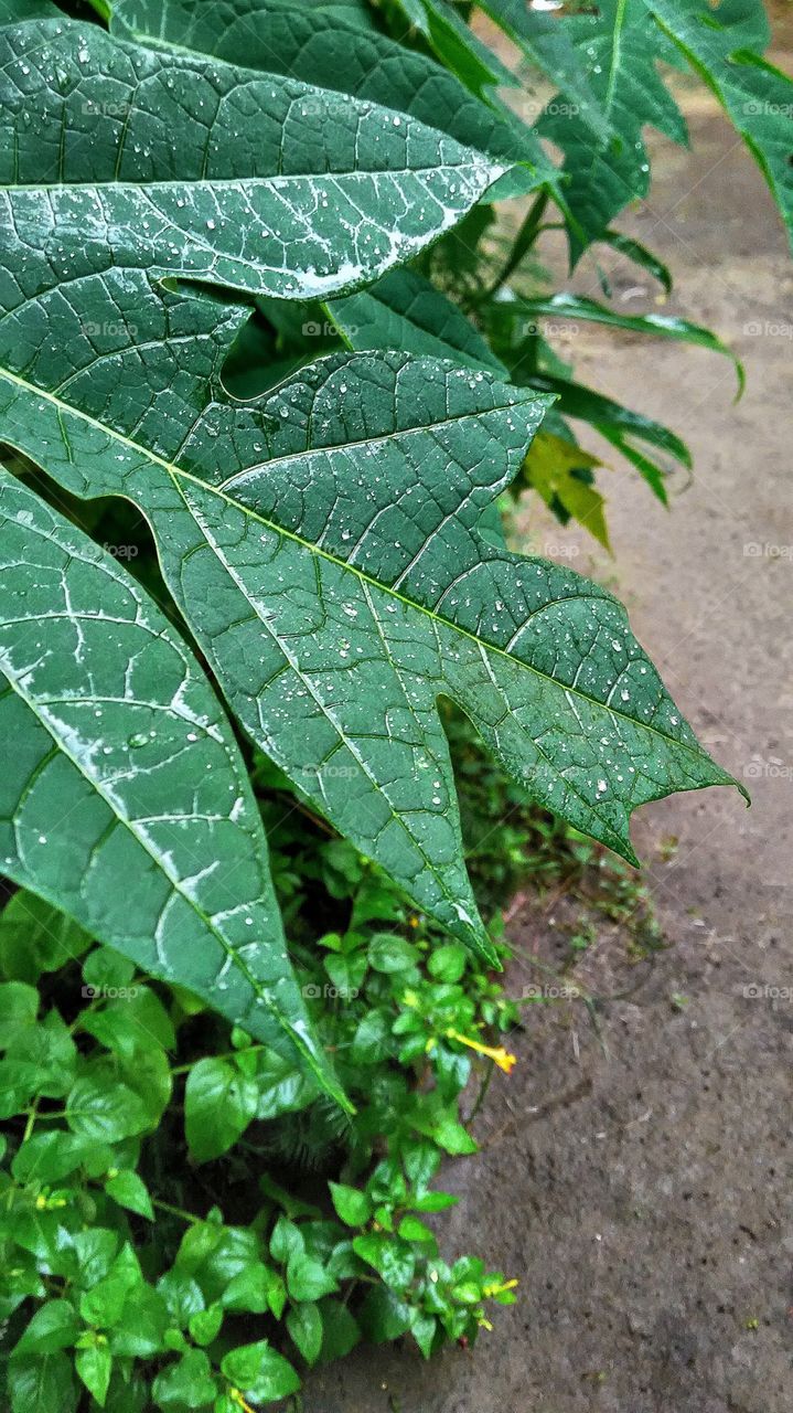 Leaf, Flora, Nature, No Person, Growth