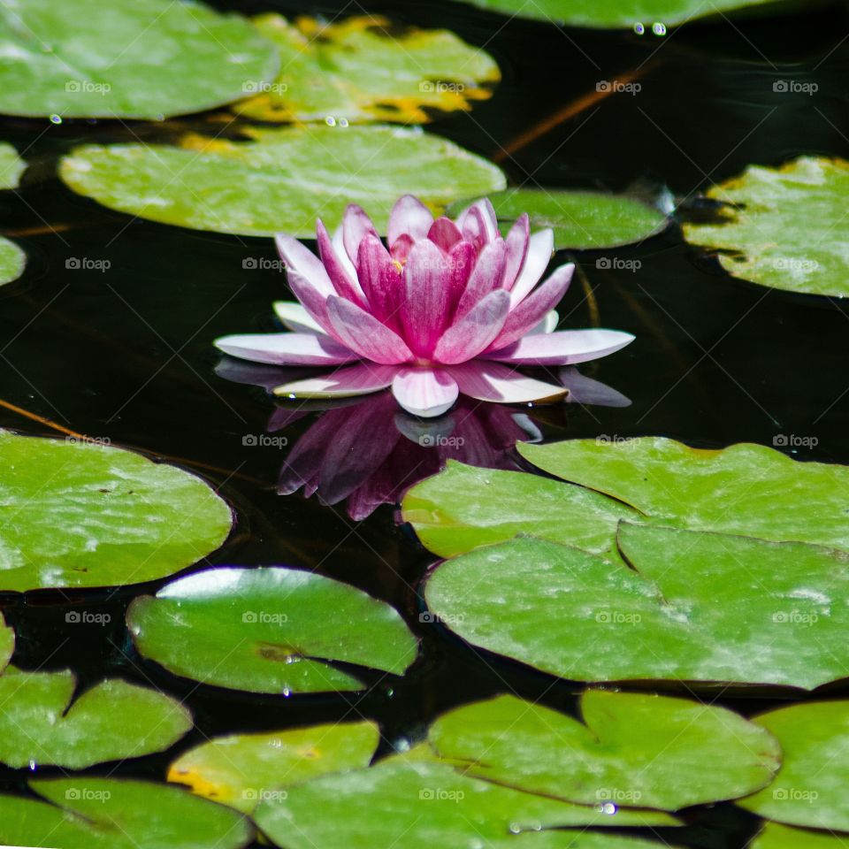pink water lily and reflection surrounded by green lily pads