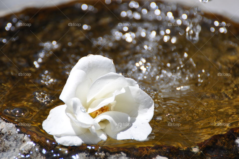 Floating white rose