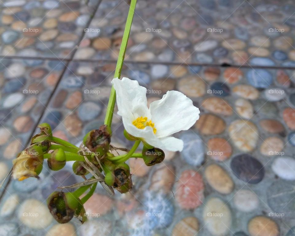 White flower on the park