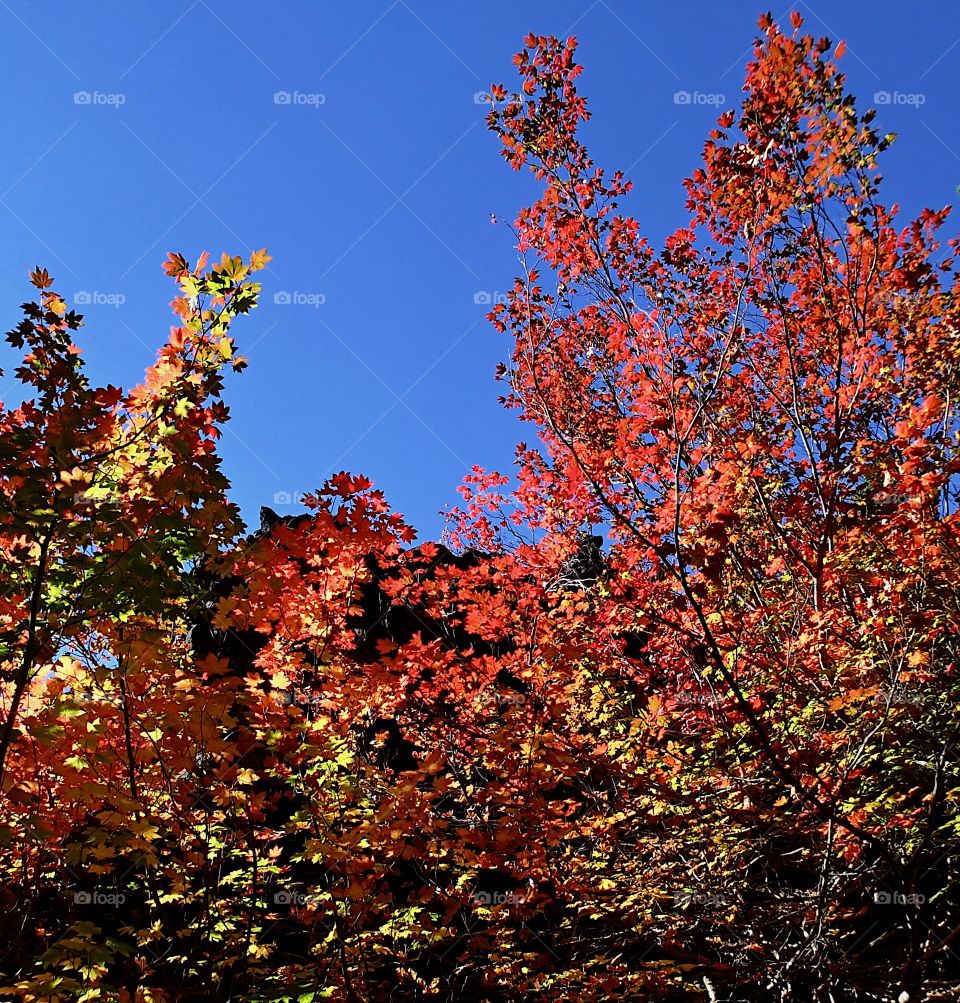 Maple leaves in their beautiful fall colors growing out of hardened lava rock in the mountains of Western Oregon on a clear sunny day.