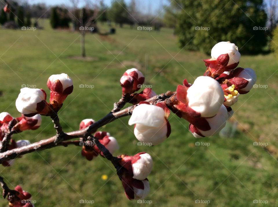 Fruit tree blossom




