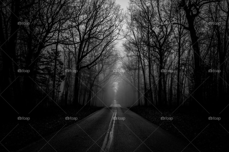 Foap, Roads of the USA: A road cuts straight through the forest on a dark foggy winter evening in Sewanee, TN. 