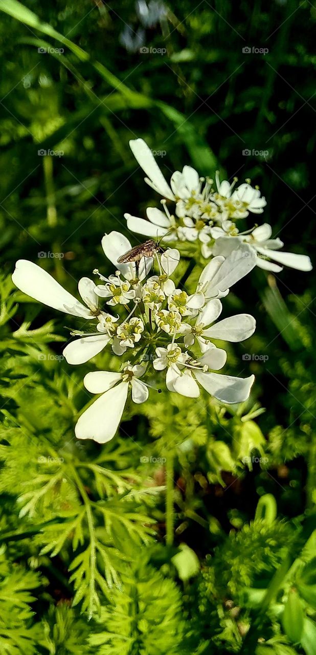 White flowers