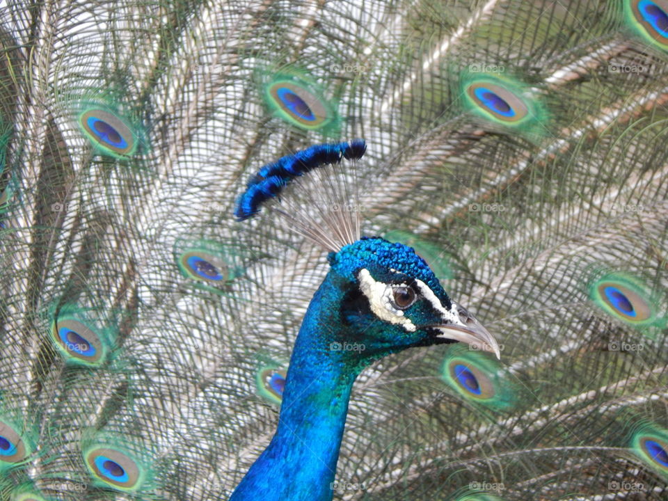 Peter the Peacock Profile