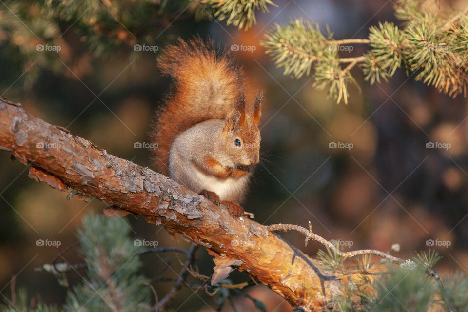 Funny squirrel