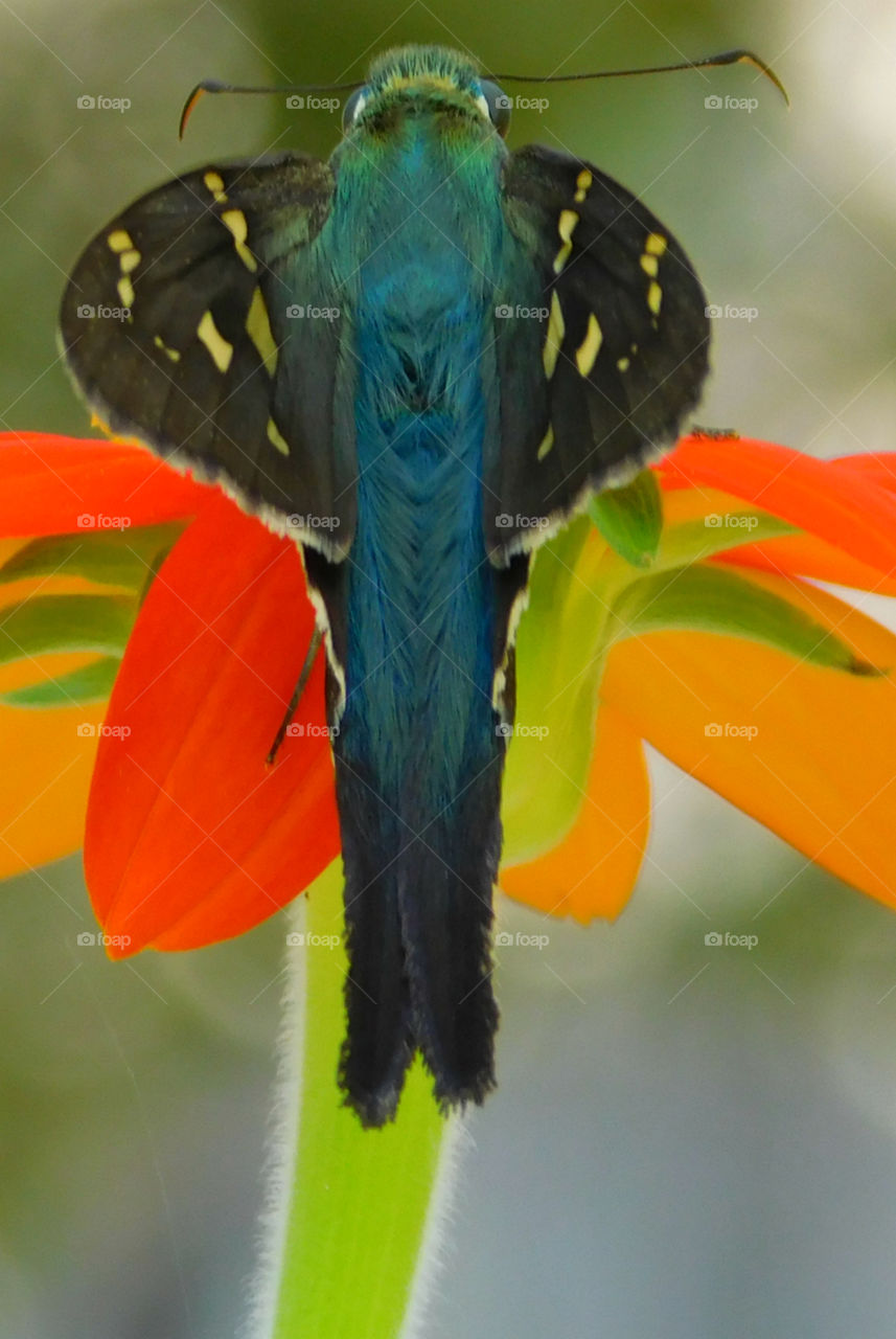 A beautiful Long Haired Skipper draws nectar from a Mexican Sunflower!