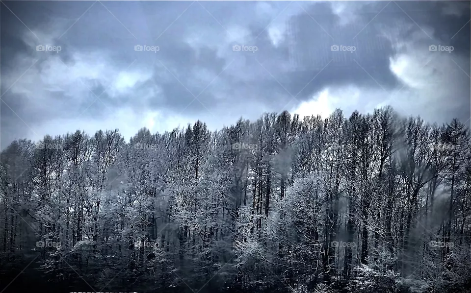 Winter forest