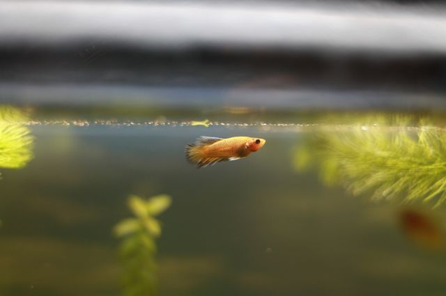 little yellow fish in a big aquarium