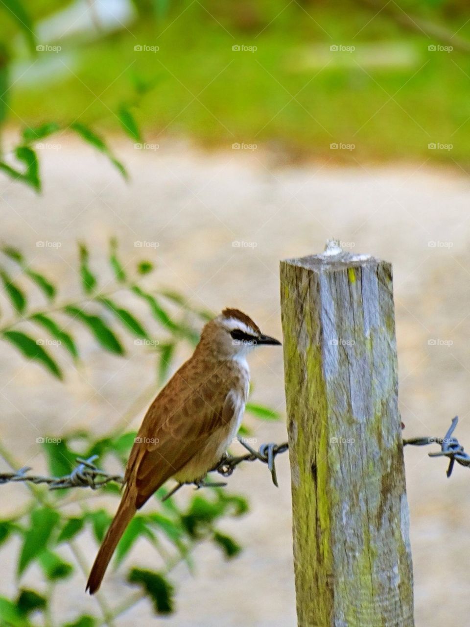 A bird on a barbwire