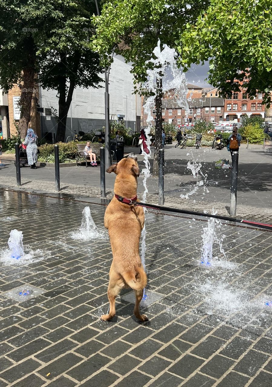 Summer in the city. Dog playing with water. 