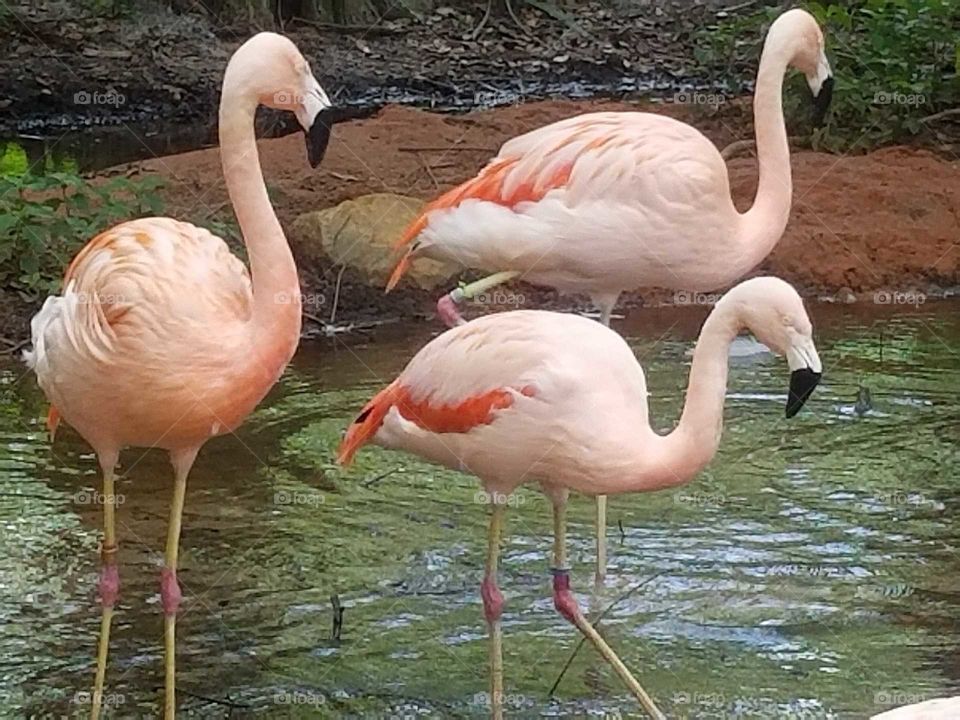 Flamingos
