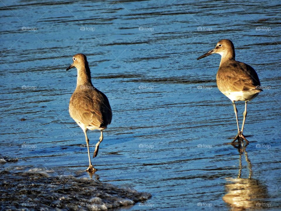 California Sandpiper