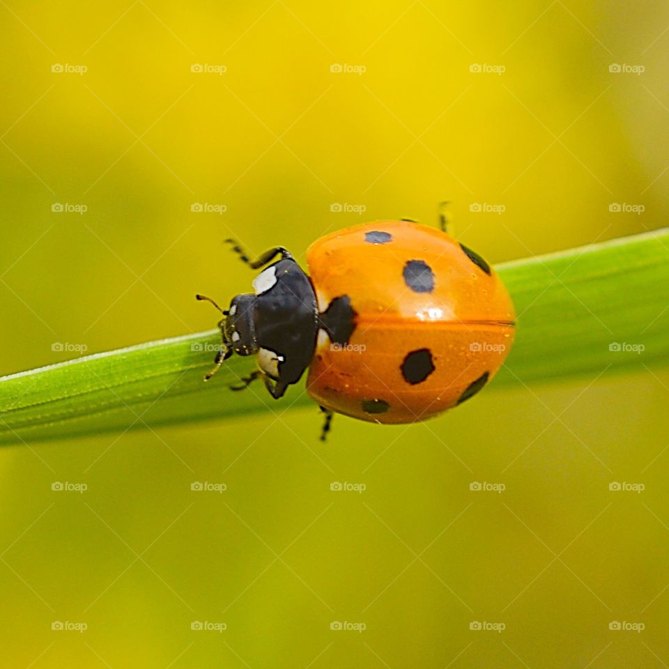 A ladybug crawls on a yellow flower in summer.