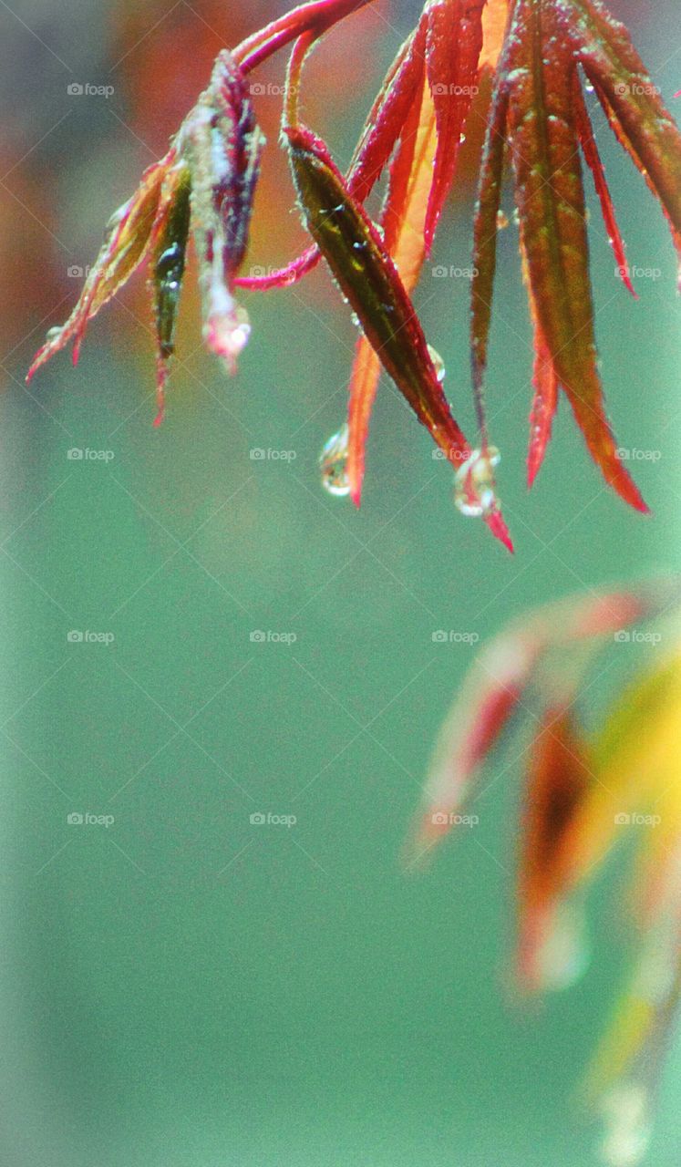 raindrops