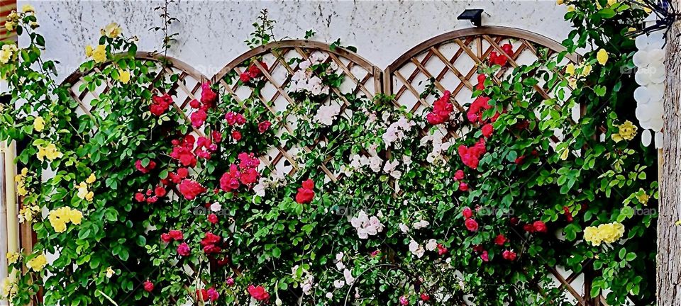 A wall of roses climbing along several wicker rattan textured arched structures with a netted pattern within in a garden in „Bavaria“, Germany. The rose wall has a look that reminds of „Sleeping Beauty“, the fairy tale. 2023. Hypnotic Productions
