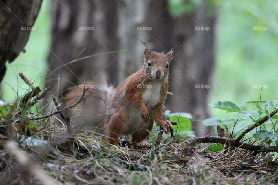 Red Squirrel
