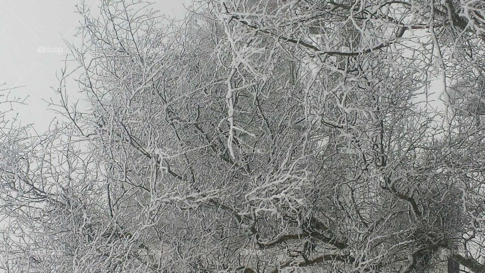 Winter, Frost, Tree, Cold, Snow