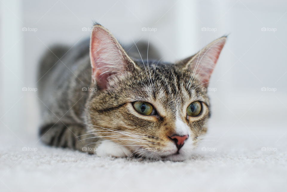 Tabby cat lying on carpet