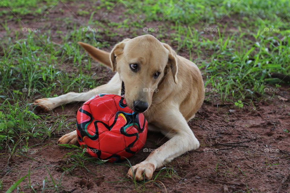Cachorro  Dog  Brazil