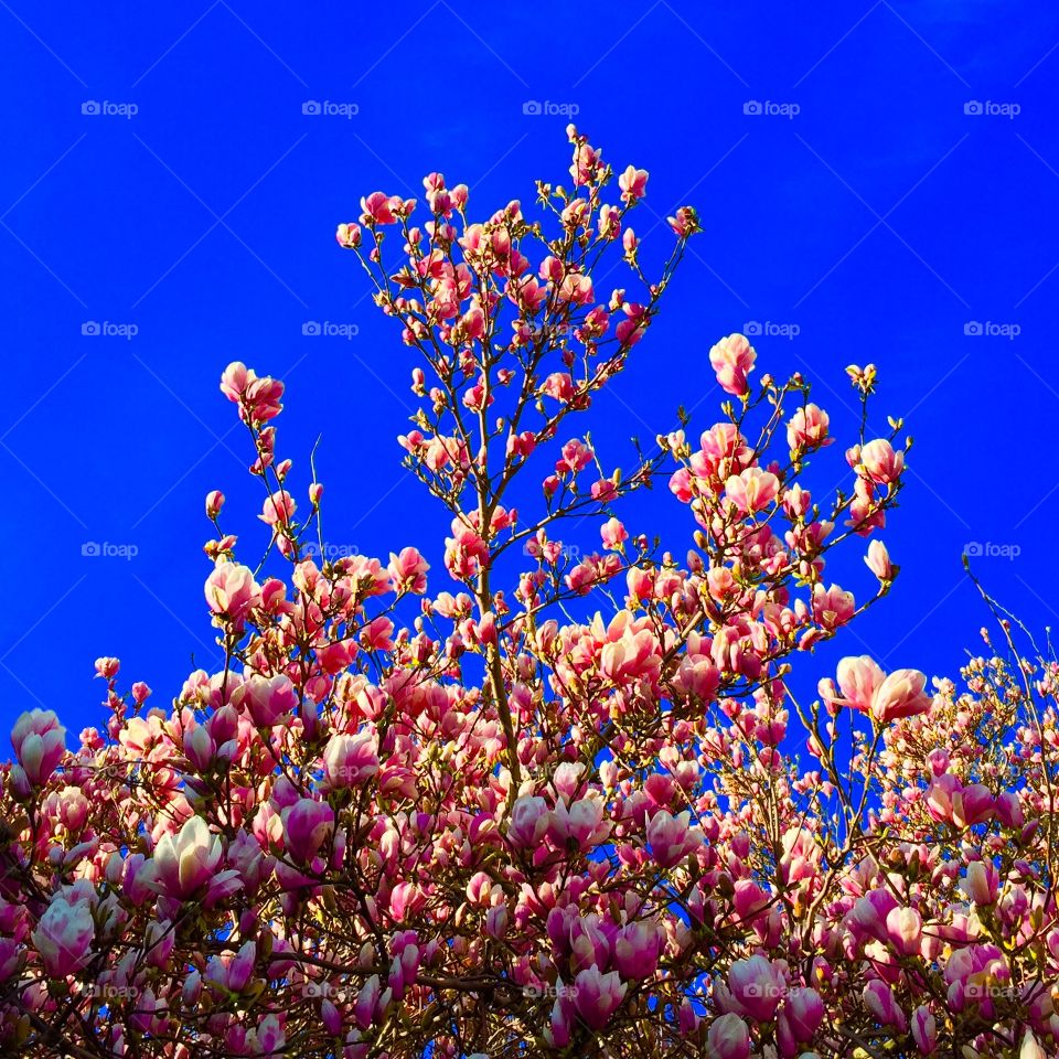 Pink And Blue. Looking up at the top of a Pink Magnolia Tree surrounded by blue sky