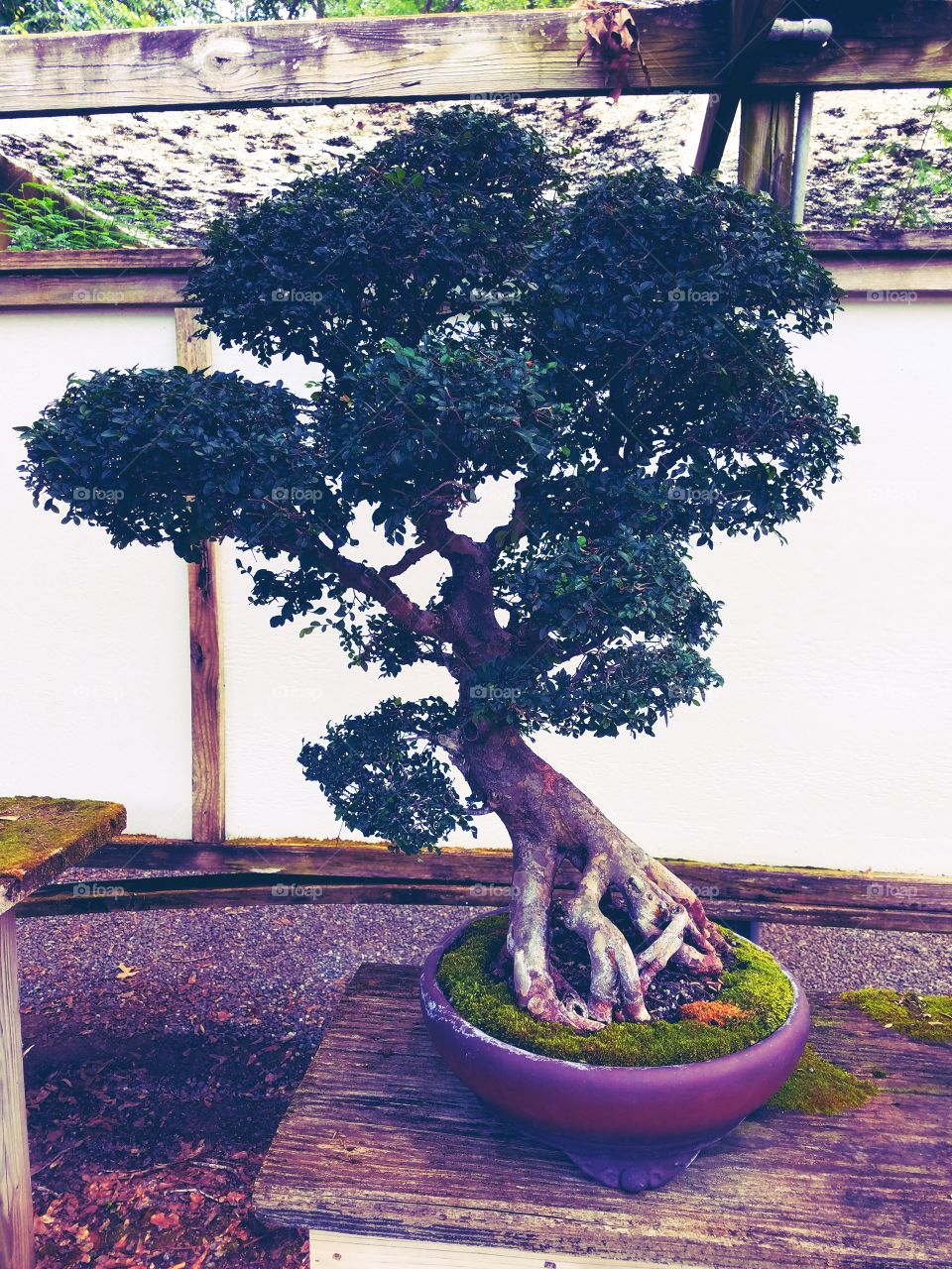 bonsai tree