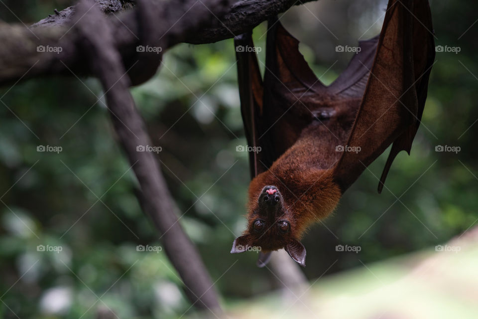 A cute flying fox hangs on a branch and shows its tongue.  Exotic animal with a funny face