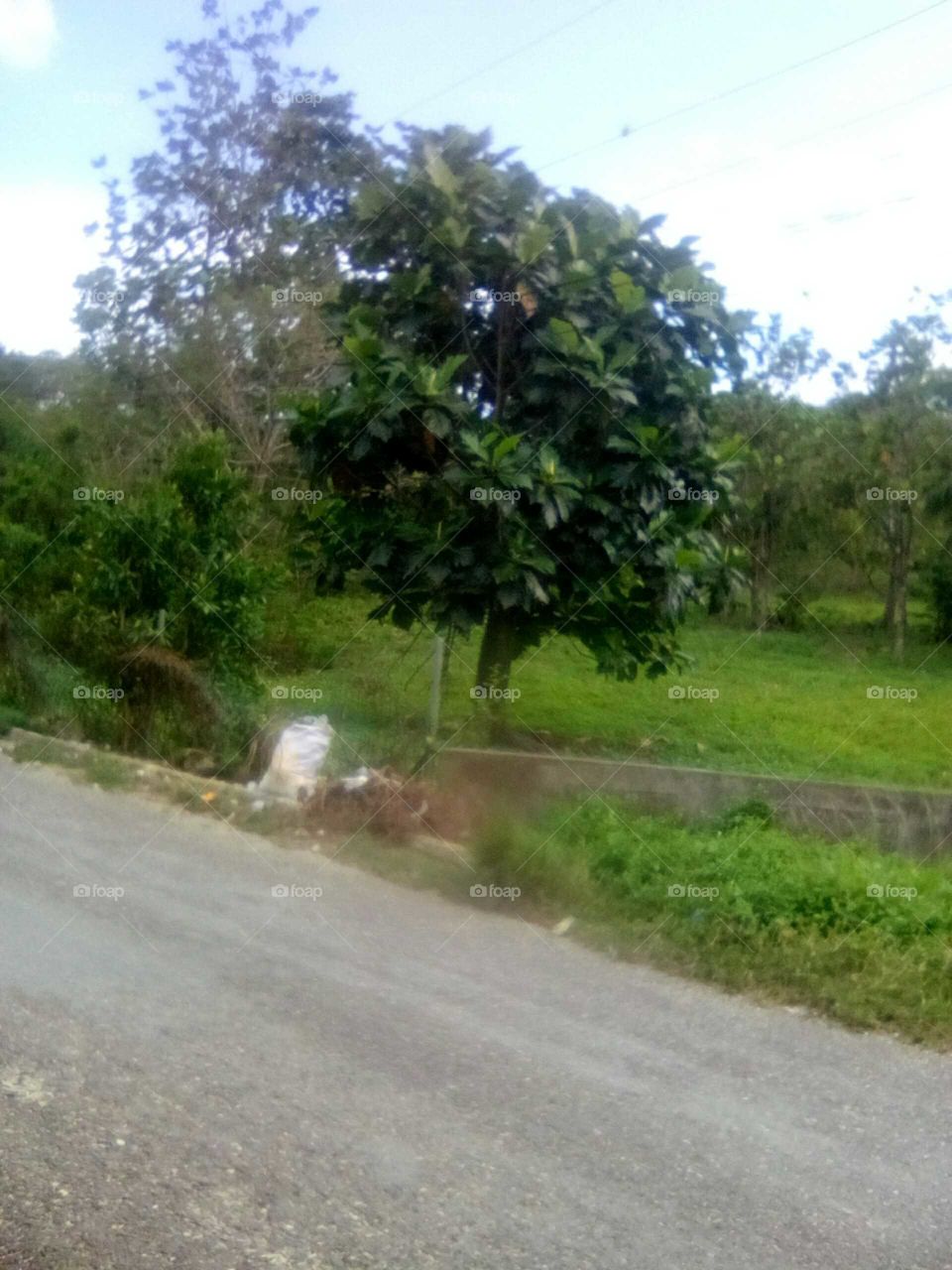 we all have to drive wake or Ride on the road an we all ways see wonderful landscape an trees