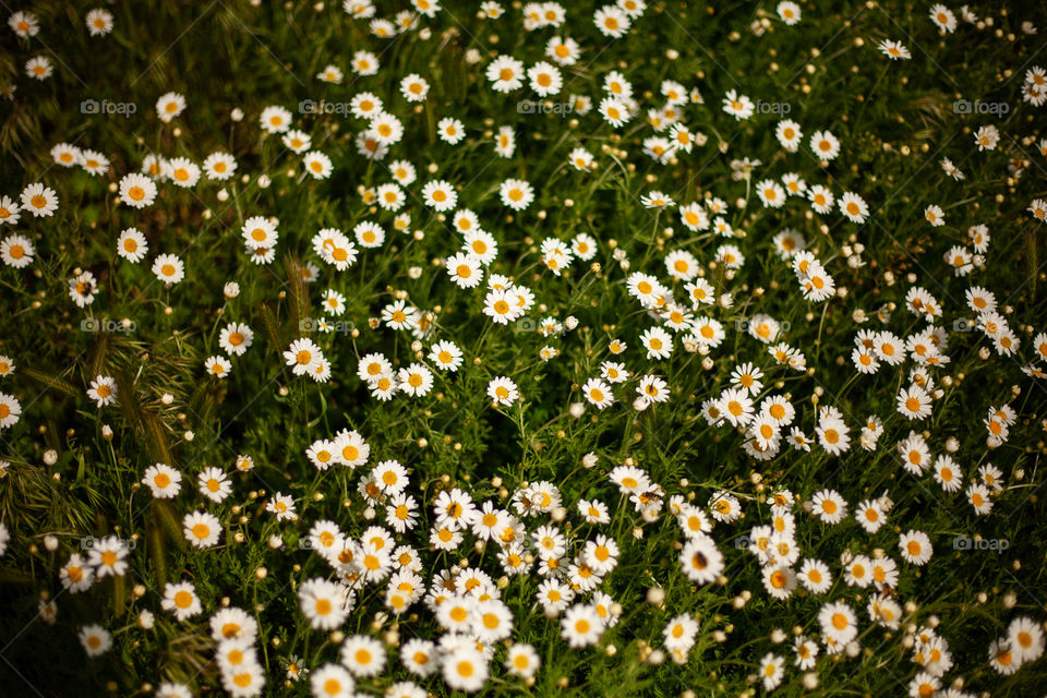 background image of flowers, field of daisies