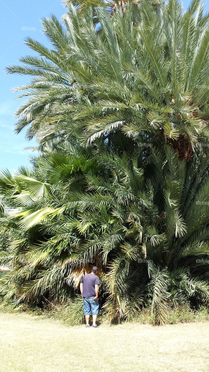 exploring nature,  massive date palm tree with off shoots