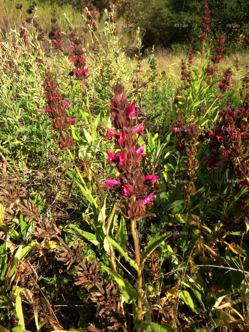 Wildflowers!. Signs of Spring, wildflowers in bloom.