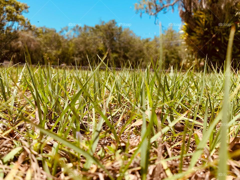 Grassy Yard By The Garden 