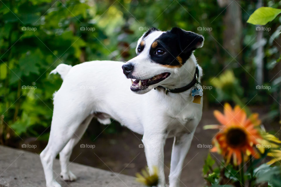 Smiling dog with cute black and white floppy ears standing on stone bench in summer garden with echinacea colorful daisy flowers dog breed is Jack Russell Terrier a beautiful loyal family pet portrait photography  