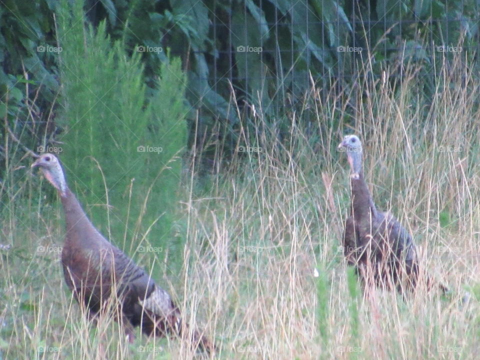 Bird, Wildlife, Neck, Animal, Nature