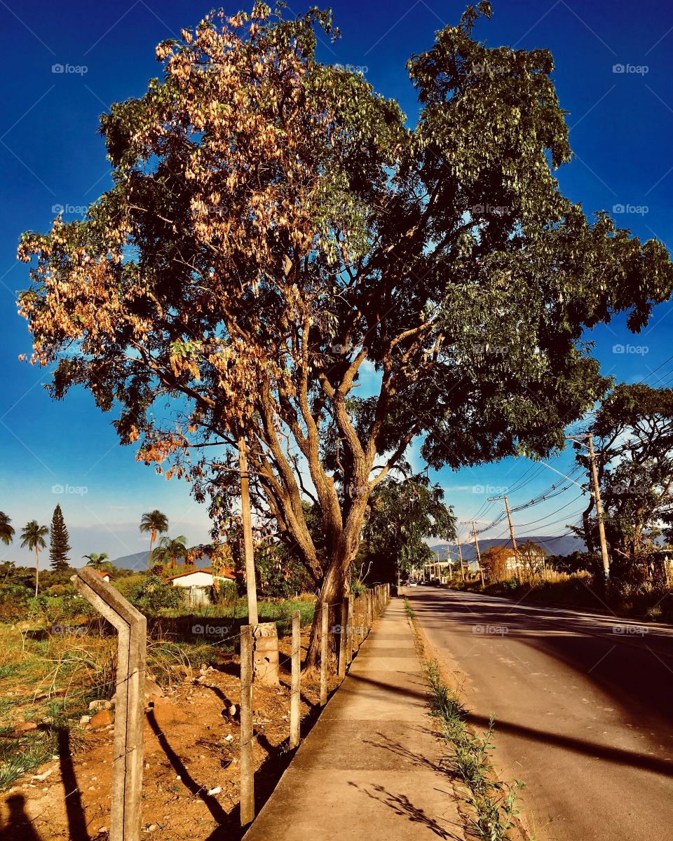 #Natureza retratado em cliques. Viva as #paisagens!
🌿
#fotografia #mobgraphy #céu #AmoJundiaí #árvore