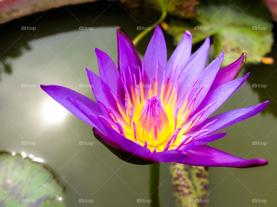 purple lotus